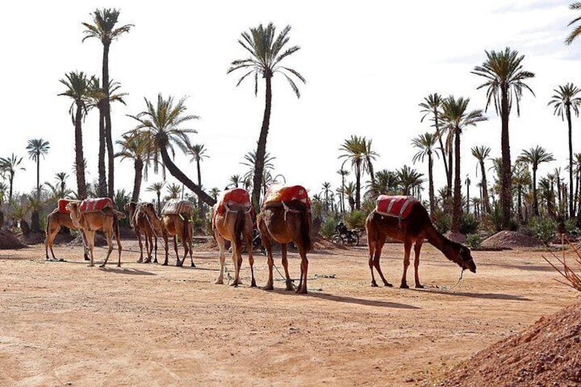 Marrakesh day trip with camel ride from Casablanca