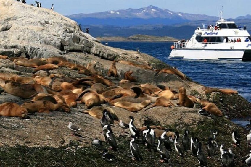 Sea Lions Island