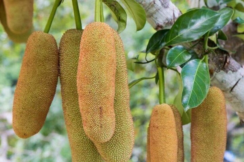 Chempedak (Jackfruit) at Mardi Agrofarm