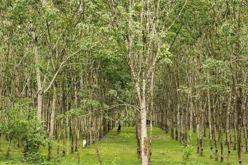 Rows upon rows of Rubber Trees beside the road in Langkawi