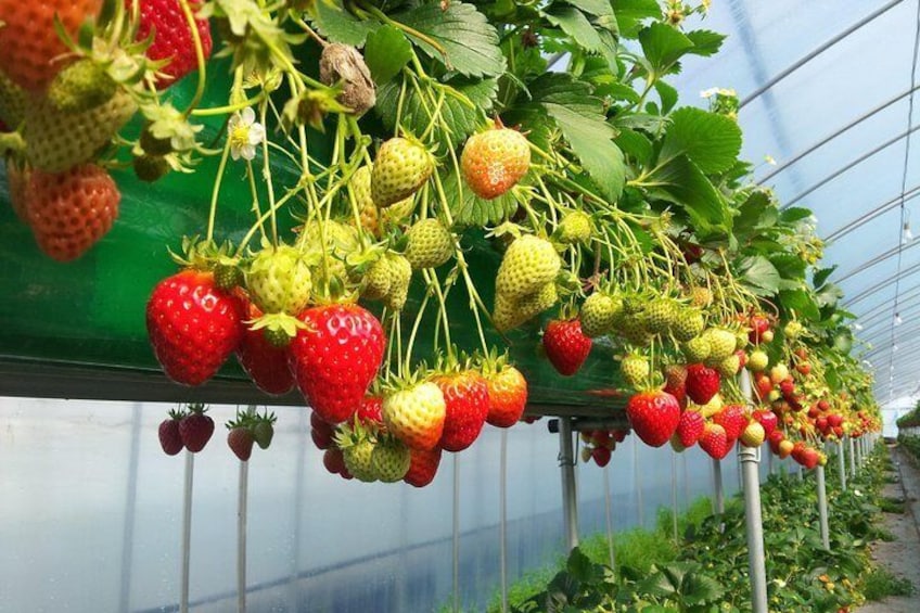 Growing ripe and unripe strawberry mixed