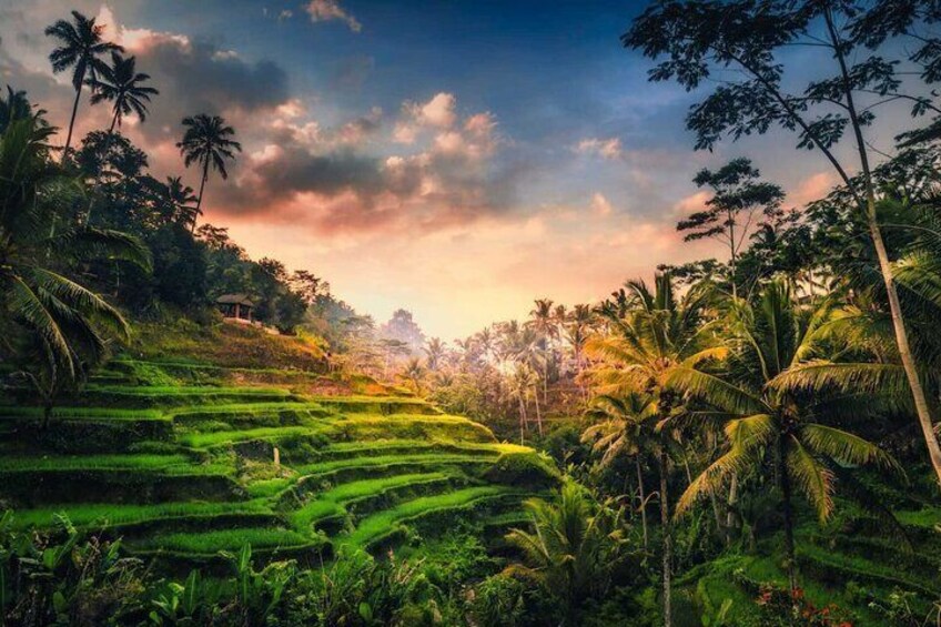 Ubud: Waterfall, Rice Terraces & Monkey Forest Private Tour