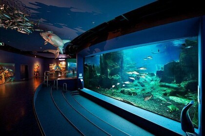 Aquarium Istanbul Admission & Lunch & Aqua Florya Shopping
