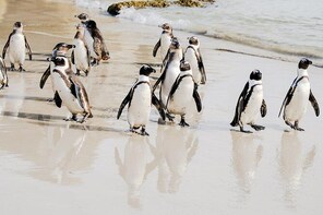 Best of the Cape Peninsula - Private Tour!