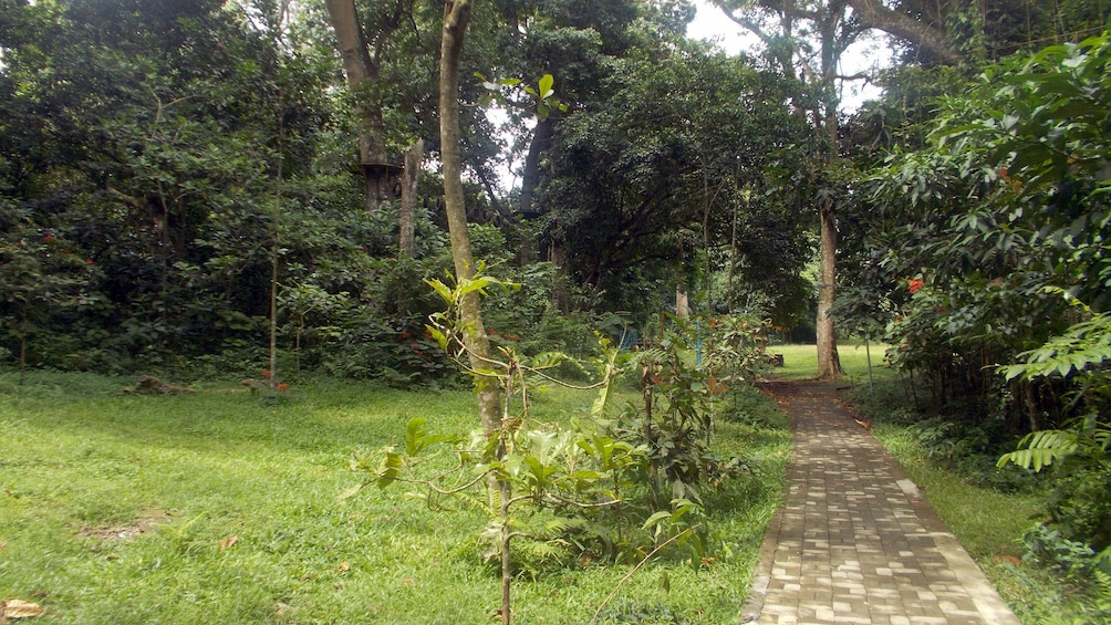 Show item 2 of 4. a path in a park on Lombok island