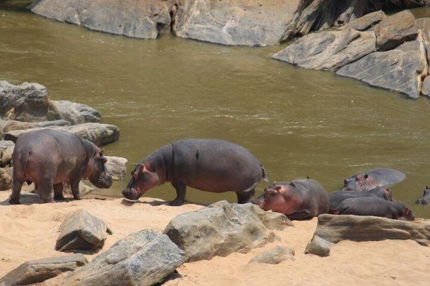 hippos in maasai mara