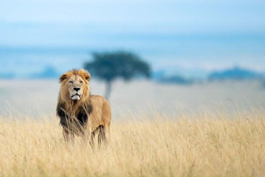 12-Day Kenya and Tanzania Budget Private Safari from Nairobi