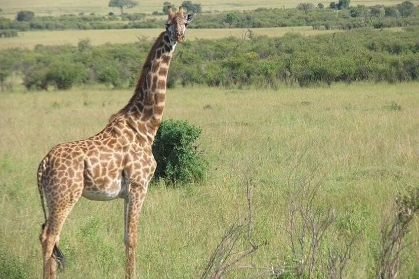 Giraffe in Masai Mara