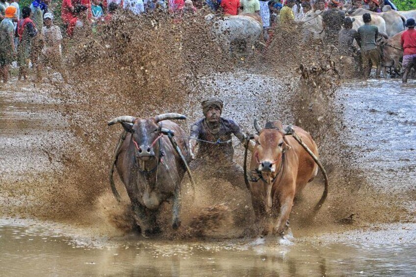 Bull Race (Pacu Jawi