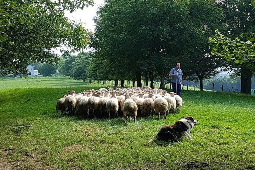 Sheep flock
