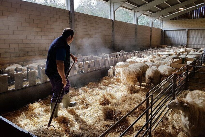Idiazabal Cheese Farm and Basque Cider House Lunch from San Sebastian