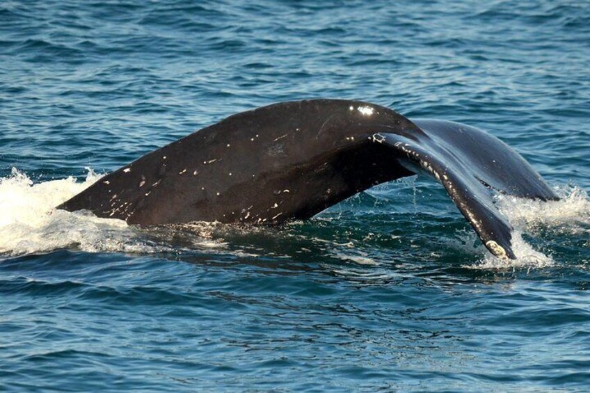 Humpback Whales