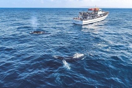 海豚和鲸鱼观赏日落巡游