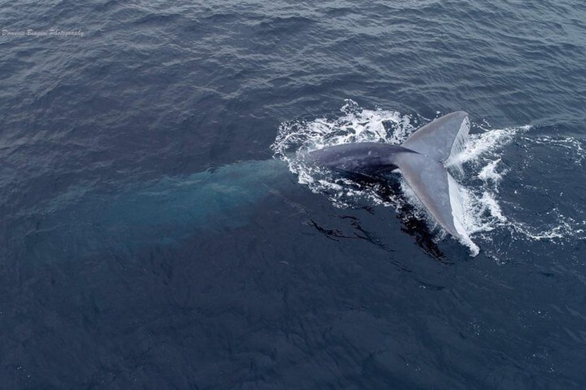 Grey Whales