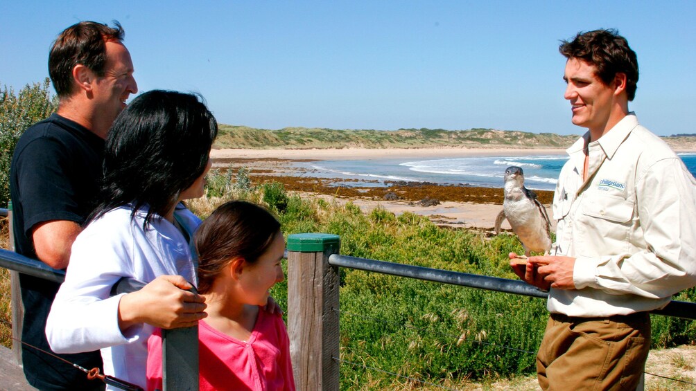 Guide holding penguin near the beach on Phillip Island