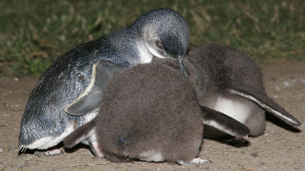 Show item 4 of 10. Penguin chicks huddled at Phillip Island
