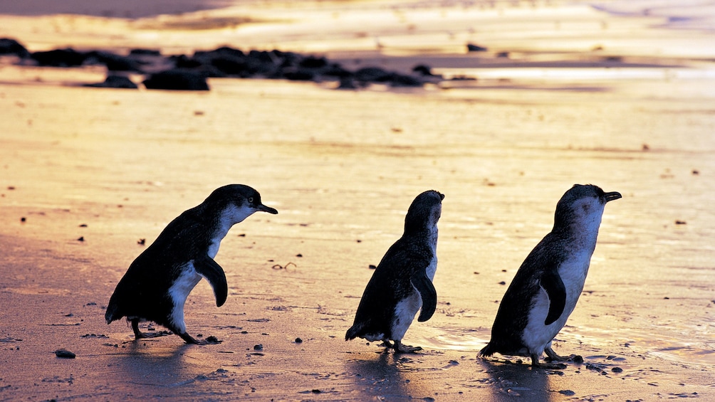 Trio of penguins heading towards water on Phillip Island