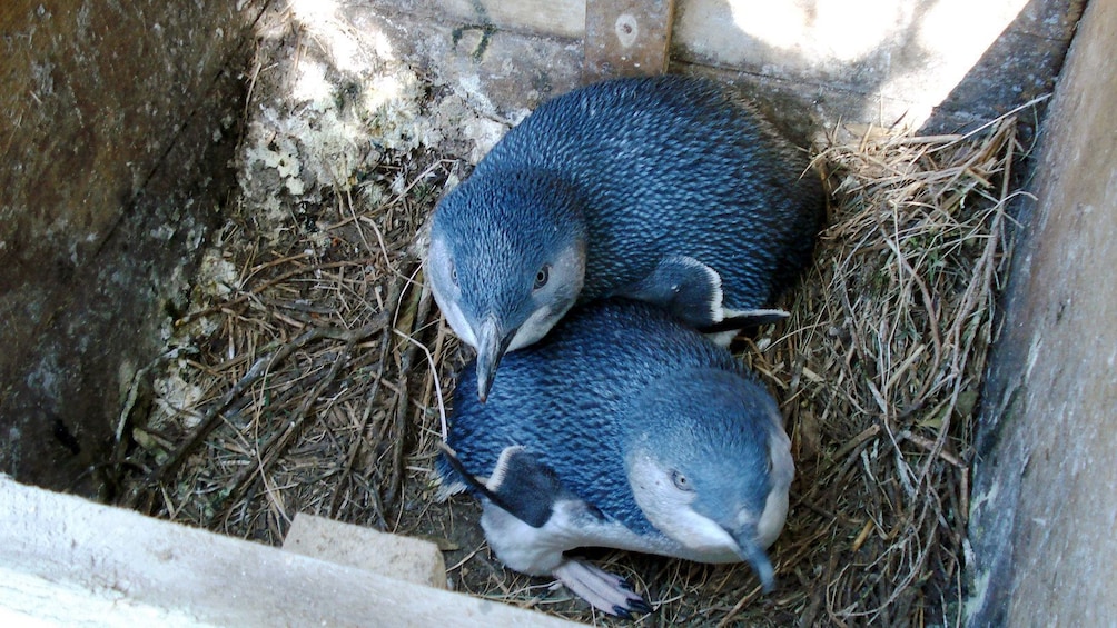 Two penguins in nesting box on Phillip Island