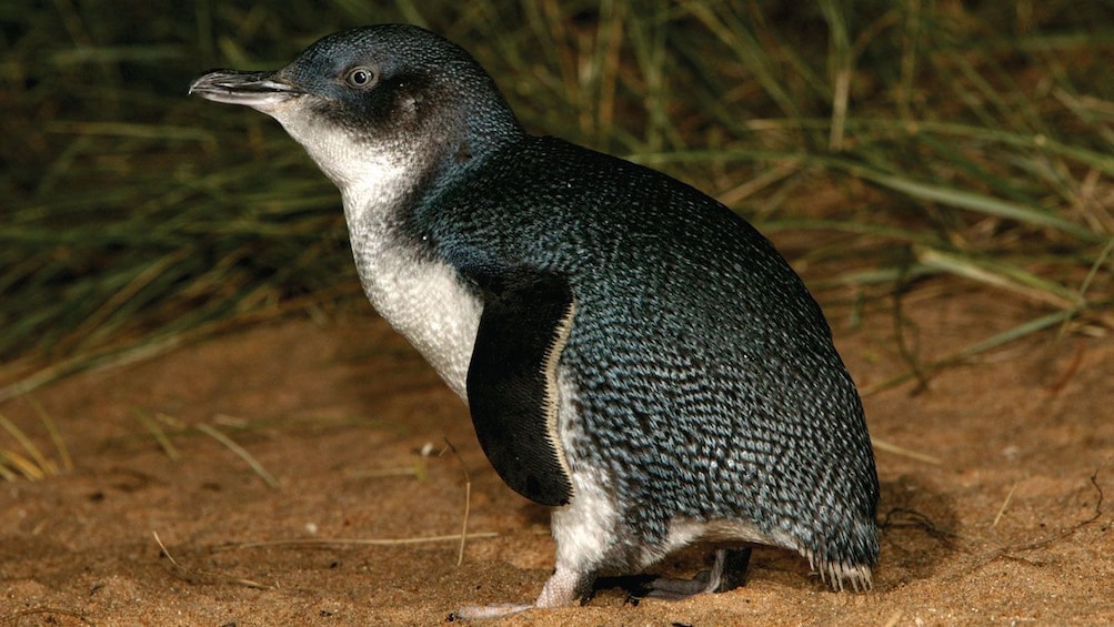 Close up of penguin on Phillip Island