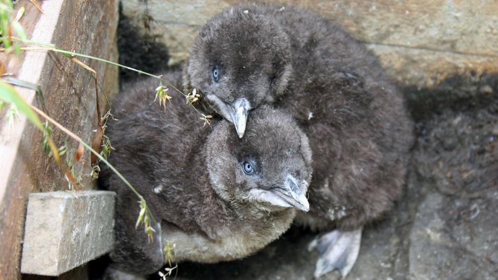Penguin chicks huddled close in Phillip Island