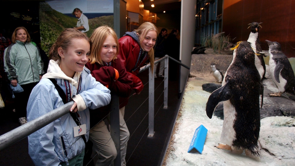 Looking at penguin replicas at Phillip Island