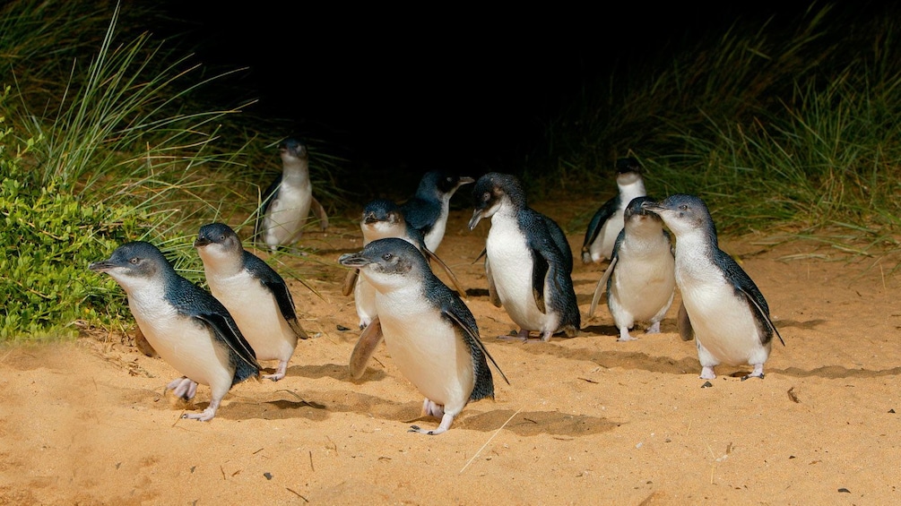 Flock of penguins on beach on Phillip Island