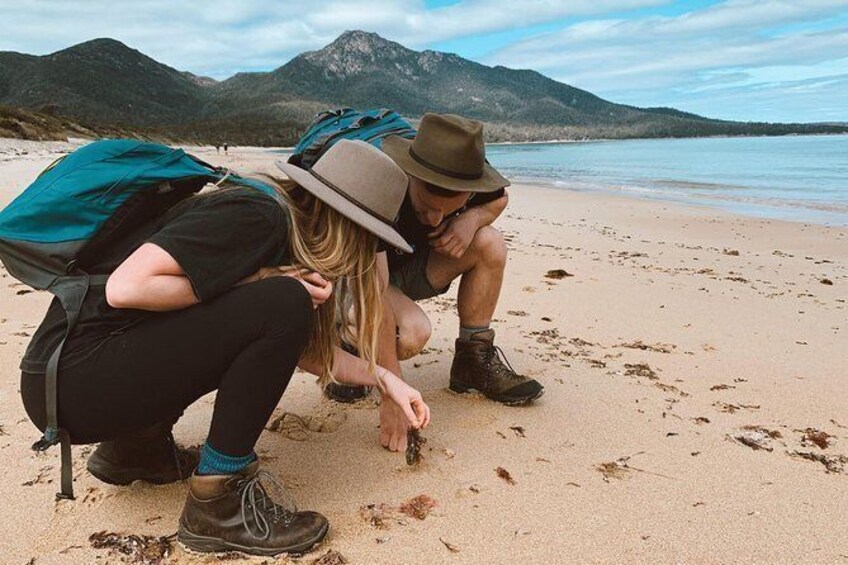 Show item 1 of 8. Freycinet Walking Tour