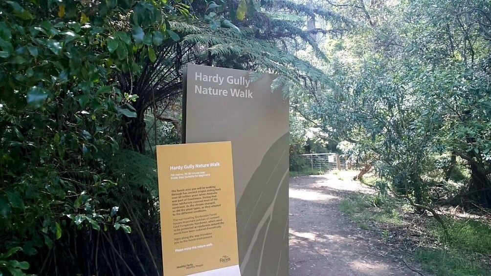 The Hardy Gully Nature Walk in Melbourne