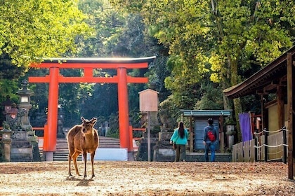 京都からの1日プライベートツアーで嵐山/奈良の最高のスポットを探索