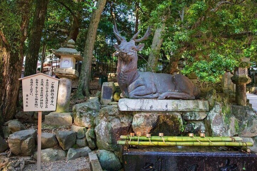 Explore the best spots of Arashiyama / Nara in a One Day Private Tour from Kyoto