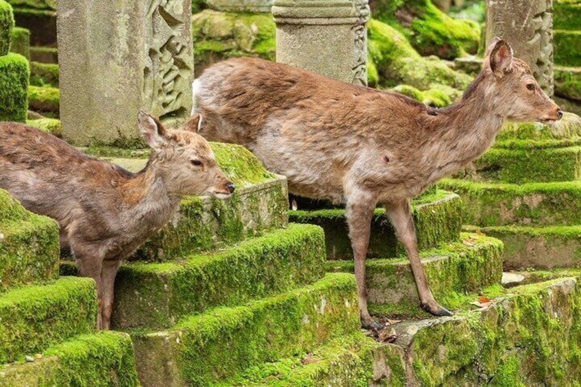 Explore the best spots of Arashiyama / Nara in a One Day Private Tour from Kyoto