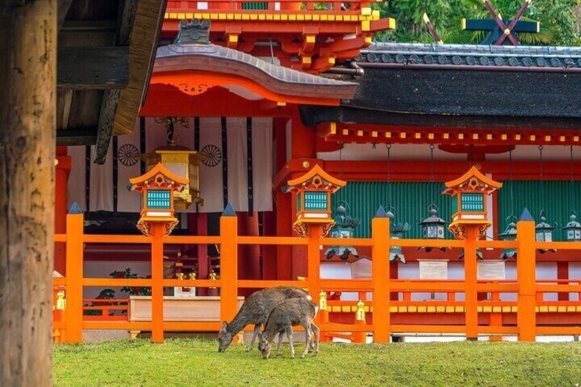 Explore the best spots of Arashiyama / Nara in a One Day Private Tour from Kyoto