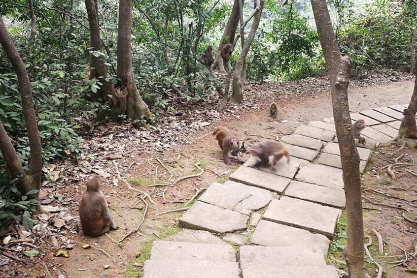 Hike the monkey hill