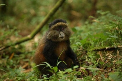1 Day Rwanda Golden Monkey Tracking Tour