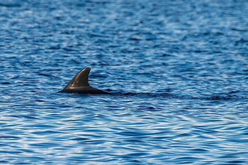 Dolphin and Nature Sunset Cruise from Orange Beach