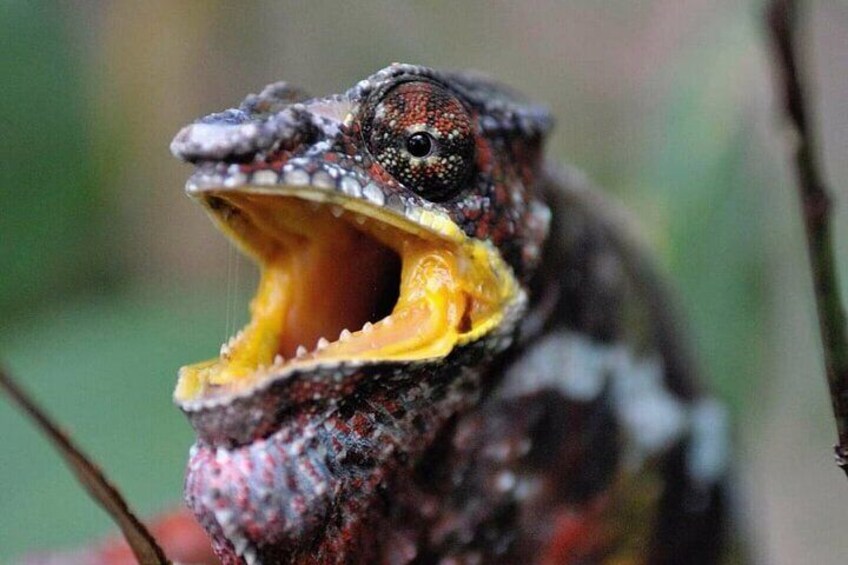 You will see variety of endemic reptiles including Chameleon.