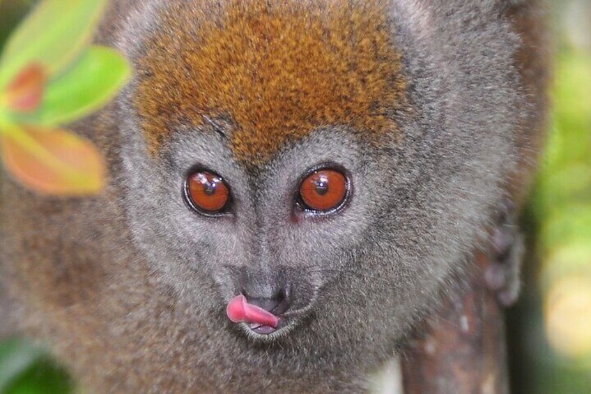 You will see different kind of Lemurs when visit Ranomafana National Park. 