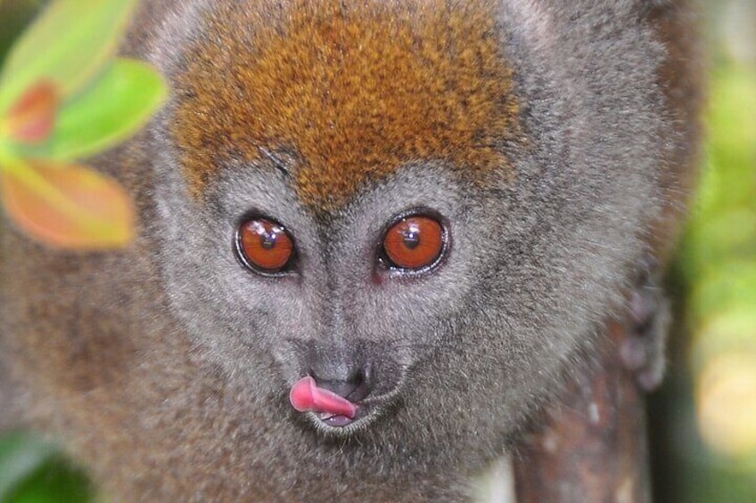 You will see different kind of Lemurs when visit Ranomafana National Park.