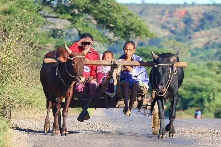 Malagasy local traditional transport (Zebu Car).