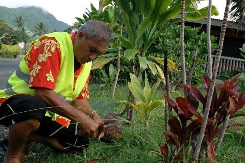 Learn about traditional vegetation in Rarotonga