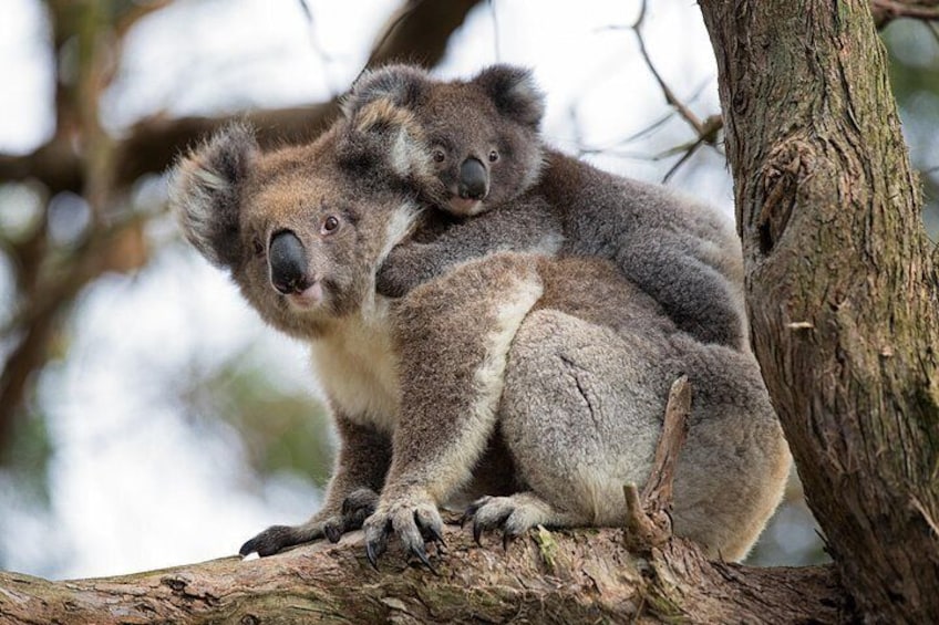 Koalas at Kennett River