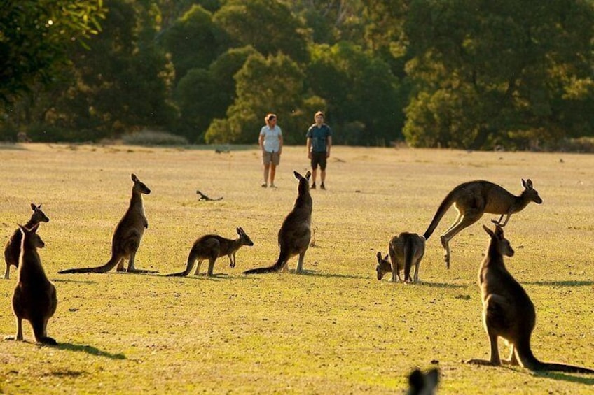 Wild kangaroos guaranteed