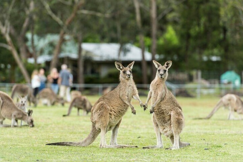 Grampians National Park Small-Group Eco Tour from Melbourne