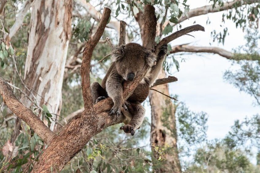Daily koala talks tell you all about the Australian native at Moonlit Sanctuary, Victoria.
