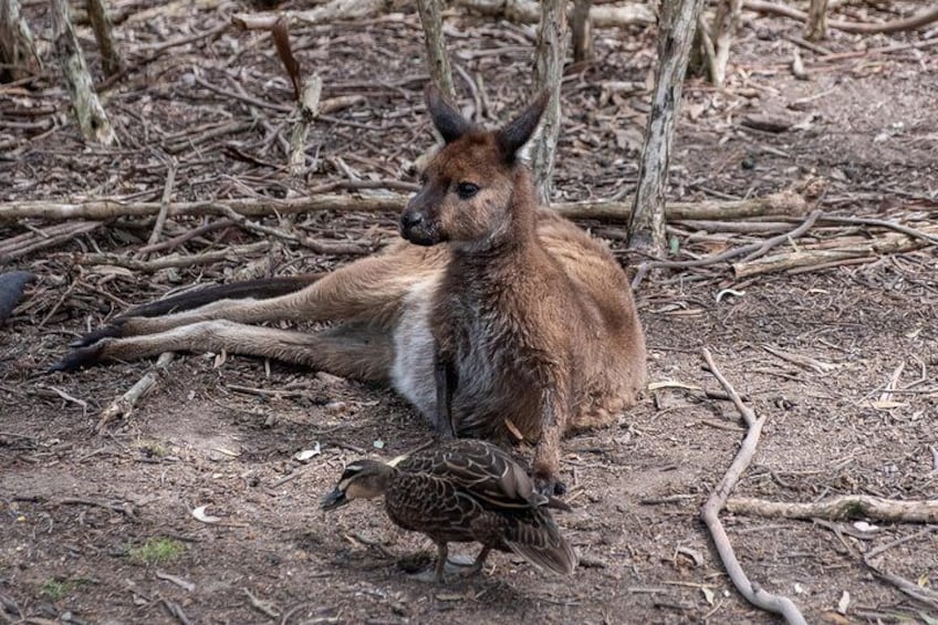 You can see plenty of kangaroos and different wallabies on the Wallaby Walk at the Moonlit Sanctuary.