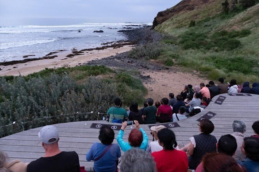 Phillip Island Penguin, Brighton Beach, Moonlit Sanctuary from Melbourne