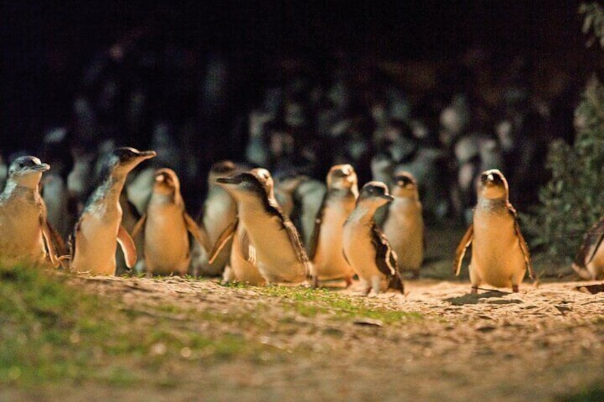 Penguin Parade, & Wildlife Encounters Eco Tour from Melbourne