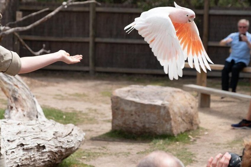 The bird enclosures and colorful parrots are a big hit with photographers at Moonlit Sanctuary.