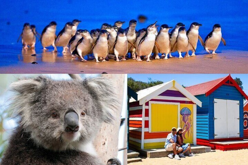 Penguin Parade, & Wildlife Encounters Eco Tour from Melbourne