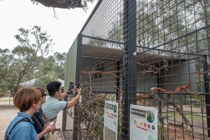 The bird enclosures and colorful parrots are a big hit with photographers at Moonlit Sanctuary.